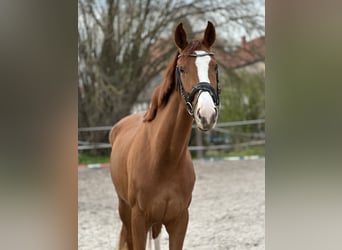 Hannoveraan, Merrie, 3 Jaar, 172 cm, Vos