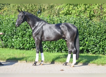 Hannoveraan, Merrie, 3 Jaar, 172 cm, Zwartbruin