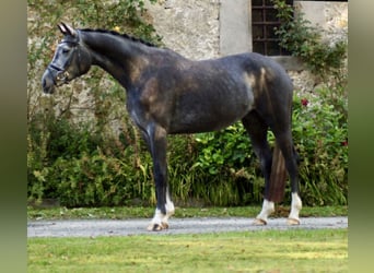 Hannoveraan, Merrie, 3 Jaar, 173 cm, Schimmel