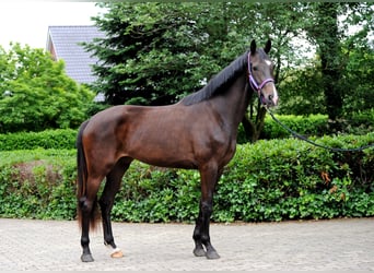 Hannoveraan, Merrie, 3 Jaar, 173 cm, Zwart
