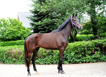 Hannoveraan, Merrie, 3 Jaar, 173 cm, Zwart