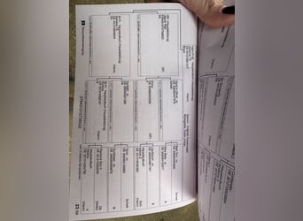 Hannoveraan, Merrie, 3 Jaar, 174 cm, Bruin