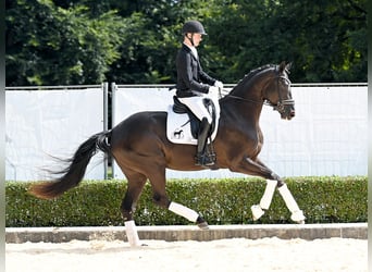 Hannoveraan, Merrie, 3 Jaar, 174 cm, Zwart