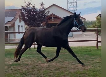 Hannoveraan, Merrie, 3 Jaar, 175 cm, Donkerbruin