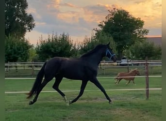 Hannoveraan, Merrie, 3 Jaar, 175 cm, Donkerbruin