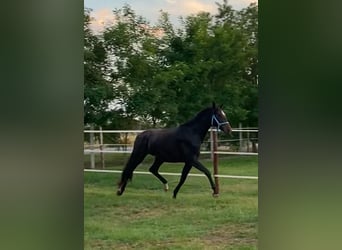 Hannoveraan, Merrie, 3 Jaar, 175 cm, Donkerbruin