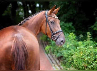 Hannoveraan, Merrie, 3 Jaar, 175 cm, Donkere-vos