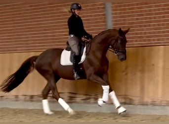 Hannoveraan, Merrie, 3 Jaar, 175 cm, Donkere-vos