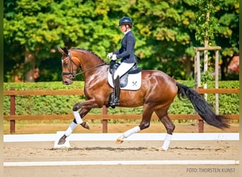 Hannoveraan, Merrie, 3 Jaar, 176 cm, Bruin