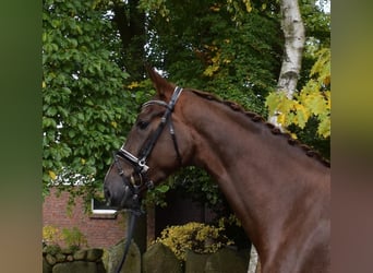 Hannoveraan, Merrie, 3 Jaar, 178 cm, Vos