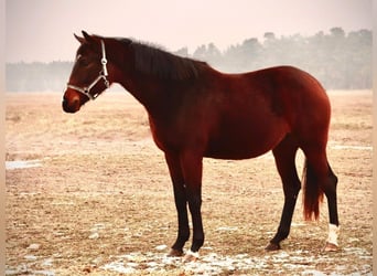 Hannoveraan, Merrie, 3 Jaar, Bruin