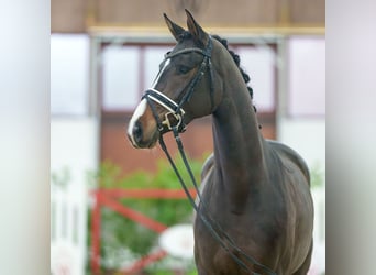 Hannoveraan, Merrie, 3 Jaar, Bruin