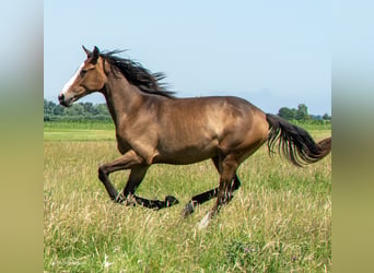 Hannoveraan, Merrie, 3 Jaar, Schimmel