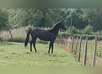 Hannoveraan, Merrie, 4 Jaar, 149 cm, Schimmel