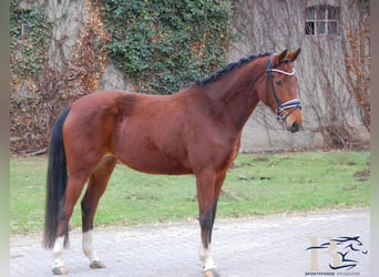 Hannoveraan, Merrie, 4 Jaar, 153 cm, Bruin