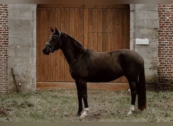 Hannoveraan, Merrie, 4 Jaar, 155 cm, Zwart