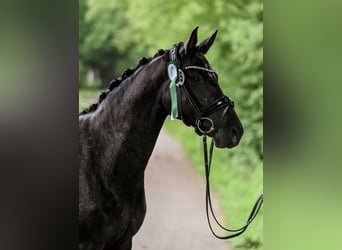 Hannoveraan, Merrie, 4 Jaar, 155 cm, Zwart