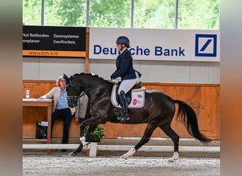 Hannoveraan, Merrie, 4 Jaar, 155 cm, Zwart