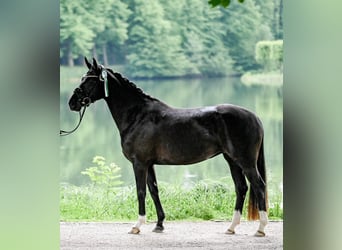 Hannoveraan, Merrie, 4 Jaar, 155 cm, Zwart