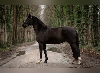 Hannoveraan, Merrie, 4 Jaar, 155 cm, Zwart