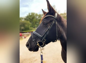 Hannoveraan, Merrie, 4 Jaar, 155 cm, Zwart