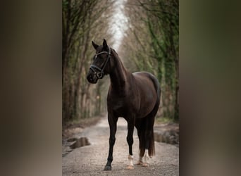 Hannoveraan, Merrie, 4 Jaar, 155 cm, Zwart