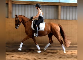 Hannoveraan, Merrie, 4 Jaar, 158 cm, Vos