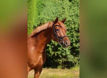 Hannoveraan, Merrie, 4 Jaar, 158 cm, Vos