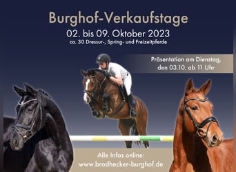 Hannoveraan, Merrie, 4 Jaar, 159 cm, Donkere-vos