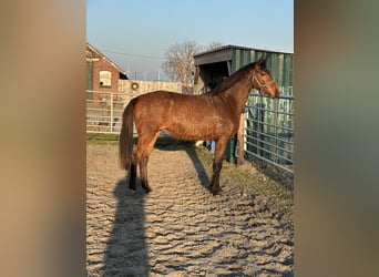Hannoveraan, Merrie, 4 Jaar, 160 cm, Bruin