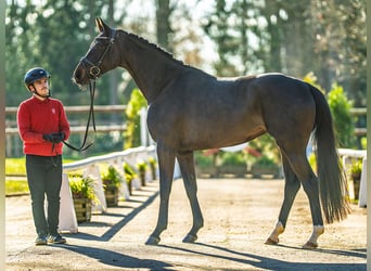 Hannoveraan, Merrie, 4 Jaar, 160 cm, Donkerbruin