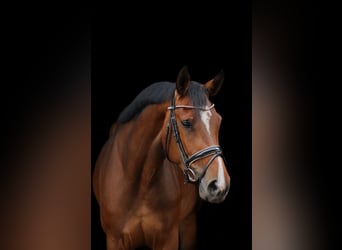 Hannoveraan, Merrie, 4 Jaar, 161 cm, Donkerbruin
