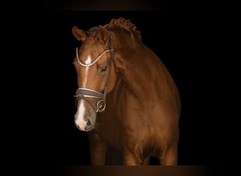 Hannoveraan, Merrie, 4 Jaar, 161 cm, Donkere-vos