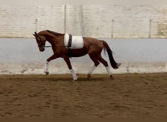 Hannoveraan, Merrie, 4 Jaar, 161 cm, Vos