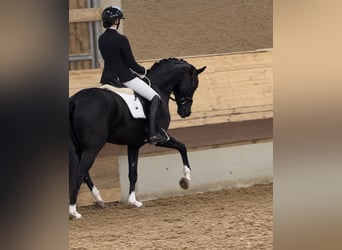 Hannoveraan, Merrie, 4 Jaar, 161 cm, Zwart