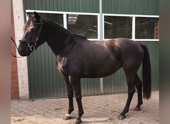 Hannoveraan, Merrie, 4 Jaar, 161 cm, Zwart