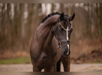 Hannoveraan, Merrie, 4 Jaar, 161 cm, Zwartbruin