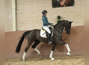Hannoveraan, Merrie, 4 Jaar, 161 cm, Zwartbruin