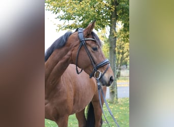 Hannoveraan, Merrie, 4 Jaar, 162 cm, Bruin