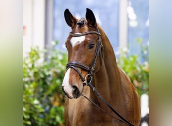 Hannoveraan, Merrie, 4 Jaar, 162 cm, Bruin