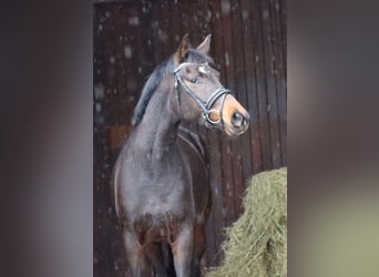 Hannoveraan, Merrie, 4 Jaar, 162 cm, Donkerbruin