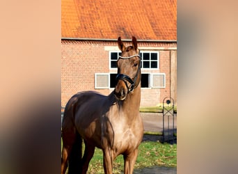 Hannoveraan, Merrie, 4 Jaar, 162 cm, Donkere-vos