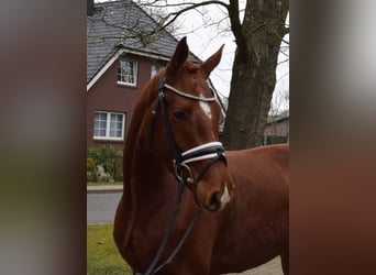 Hannoveraan, Merrie, 4 Jaar, 162 cm, Vos