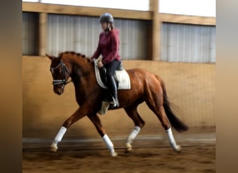 Hannoveraan, Merrie, 4 Jaar, 162 cm, Vos