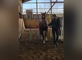 Hannoveraan, Merrie, 4 Jaar, 162 cm, Vos