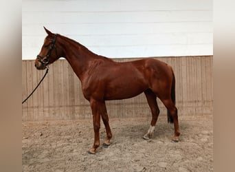 Hannoveraan, Merrie, 4 Jaar, 162 cm, Vos