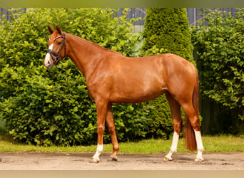 Hannoveraan, Merrie, 4 Jaar, 162 cm, Vos
