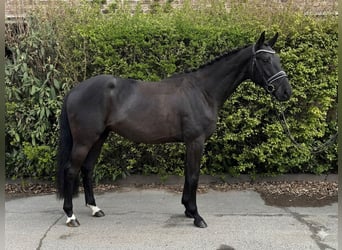Hannoveraan, Merrie, 4 Jaar, 162 cm, Zwart