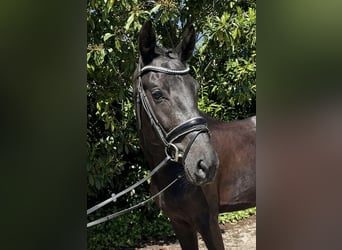 Hannoveraan, Merrie, 4 Jaar, 162 cm, Zwart