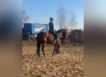 Hannoveraan, Merrie, 4 Jaar, 163 cm, Bruin